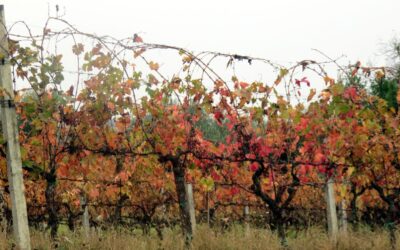 RIMANETE NEL MIO AMORE: PRODURRETE MOLTO FRUTTO