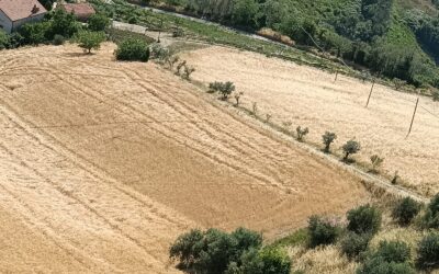 LA MIETITURA E IL CAMMINO SINODALE