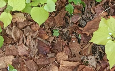 RICOMINCIARE …PER NON VIVERE INVANO